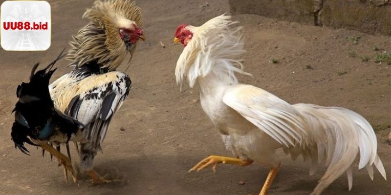Hướng dẫn đặt cược đá gà cựa sắt tại nhà cái game