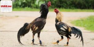 Các loại hình đá gà UU88 phổ biến tại hệ thống